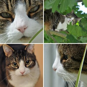 Katze