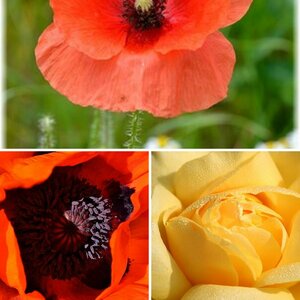 Blüten