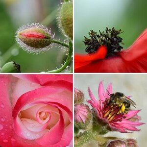 Makro- und Natufotografie