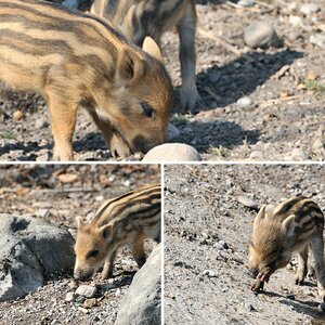 Wildschweine