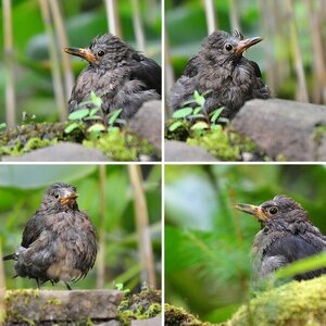 Amsel