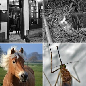 Tierisch