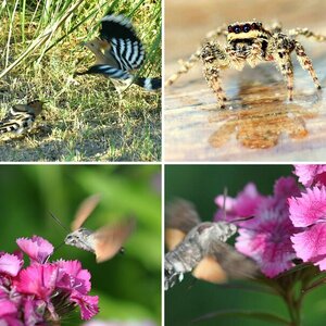 Taubenschwänzchen und Hummelschwärmer am Phlox, Spinnen und Insekten im Sommergarten