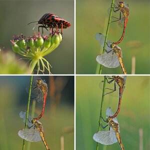 Insekten (6)