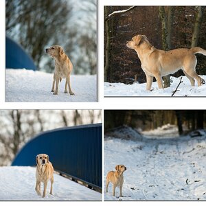 Hundewinter 2012