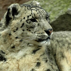 Zootiere