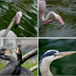 Wasser Voegel