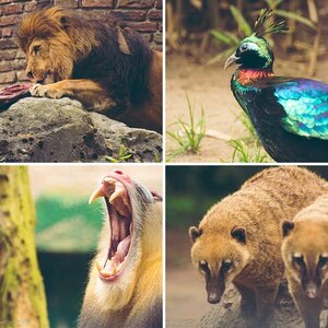 Zoofotografie