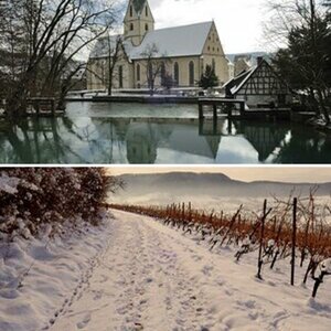 Winter im Weinberg
