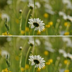 Test Bokeh ohne/mit VR