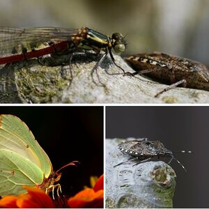 Insekten