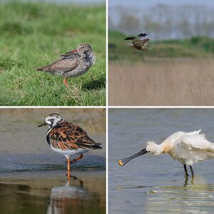 Texel