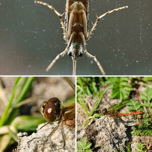 Fotos mit neuen 85mm F3.5 Macro