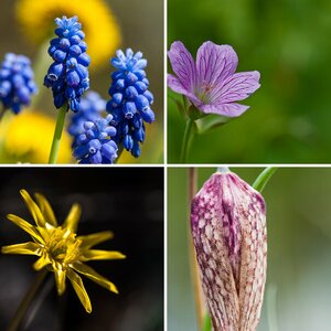 Blüten
