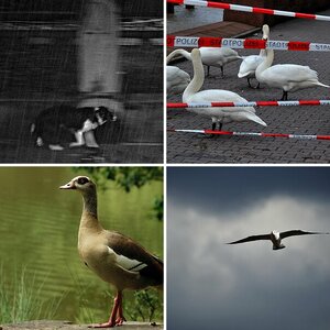 Tierbilder