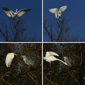 Vögel am Wasser