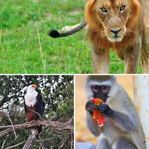 Uganda