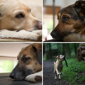 Hunde ab Mai 2012
