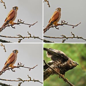 Bussard, Falken, Milan und Fischadler