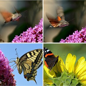 Macro Schmetterlinge u.a.