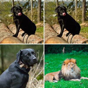 Tiere