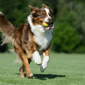 Dogs