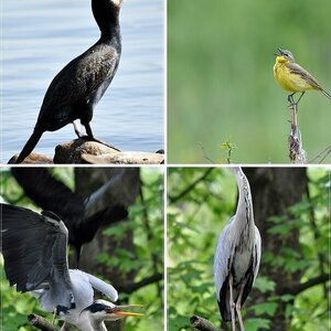 Vögel aus der Heimat 2011