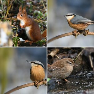 Wildlife