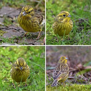 Goldammer, Regenbrachvogel