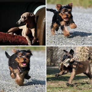 Bilder