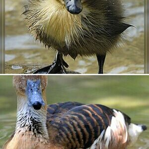 Enten