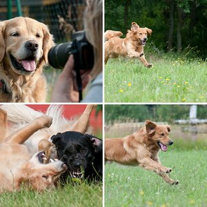 Hunde