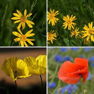 Blumen