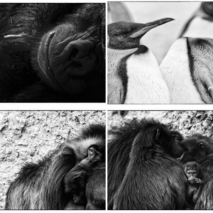 Zoo2