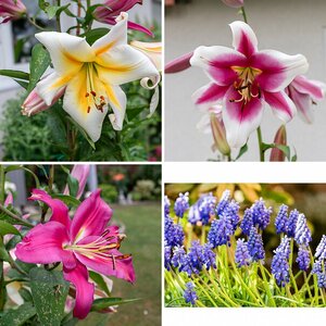 Blumen 3