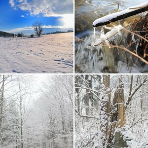Wald 2012