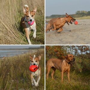 Meine Hunde sind Klasse