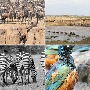 Tanzania3 2011