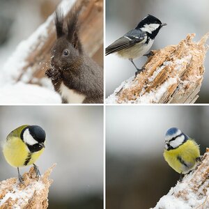 Vogelansitz Winter 2013