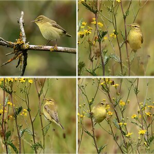 Teichrohrsänger, Fitis, Rohrammer, Grauschnäpper, Trauerschnäpper, Zaunkönig, Junco, Zilpzalp