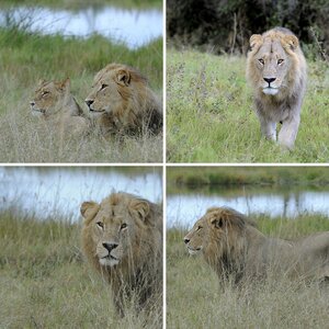 Wildlife