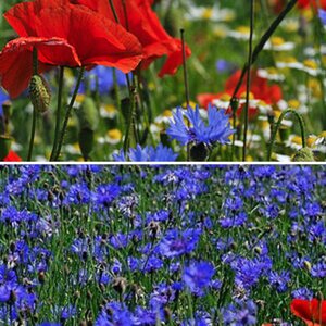 Mohnblüte auf Rügen