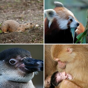 Zoo Köln