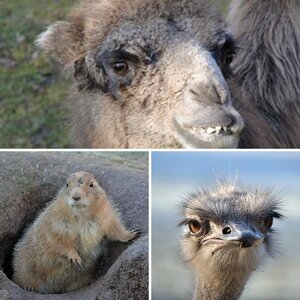 Tierpark