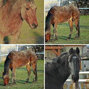 Tiere