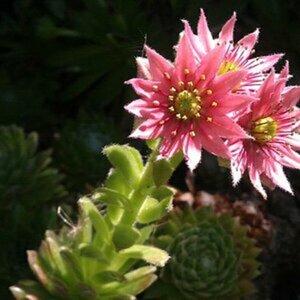 Blumen