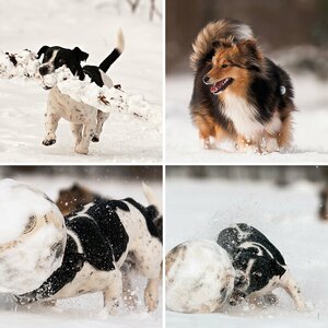 Winterbilder 2011