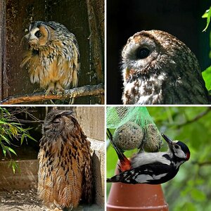 Tiere , Blumen und andere schöne Bilder