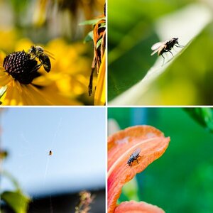 Insekten
