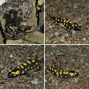 Frösche + Salamander